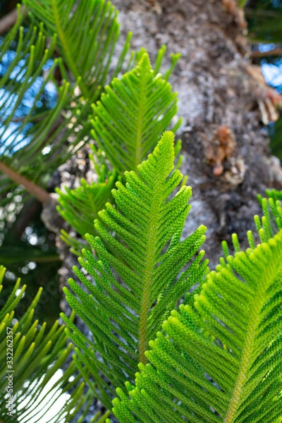 Obraz Evergreen Tree Cedar Cypress Pine Closeup