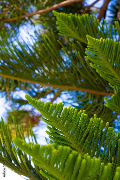 Fototapeta Evergreen Tree Cedar Cypress Pine Closeup