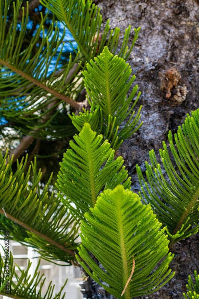 Fototapeta Evergreen Tree Cedar Cypress Pine Closeup