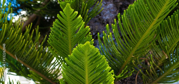 Fototapeta Evergreen Tree Cedar Cypress Pine Closeup
