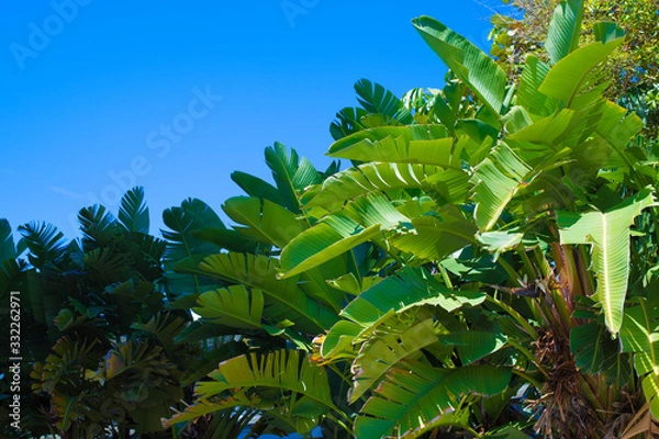 Obraz Banana Tree Leaves
