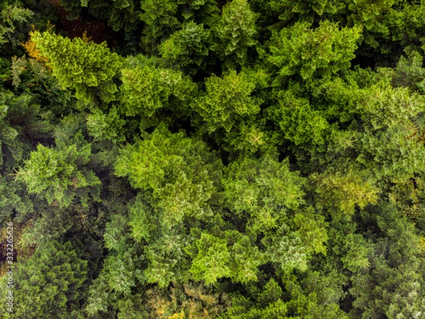 Fototapeta Autumn trees