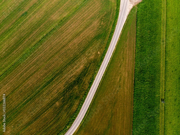 Fototapeta Spring colza fields