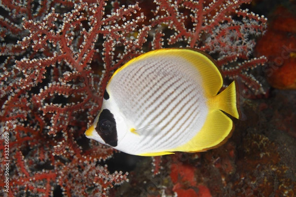 Fototapeta Butterflyfish