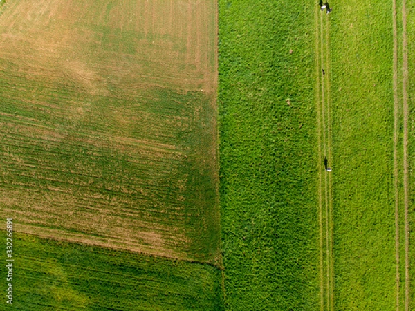 Fototapeta Spring colza fields