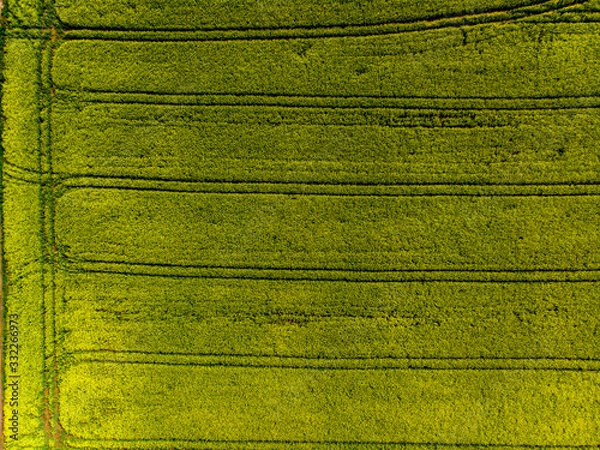 Fototapeta Spring colza fields