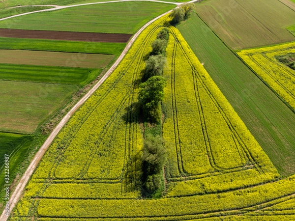 Fototapeta Spring colza fields