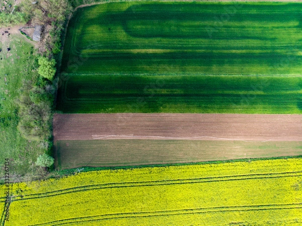 Fototapeta Spring colza fields