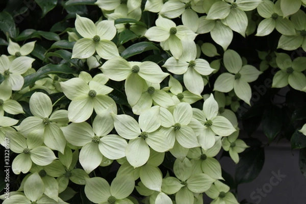 Obraz ハナミズキの花