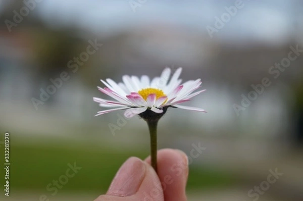 Obraz Margarida , flores em geral