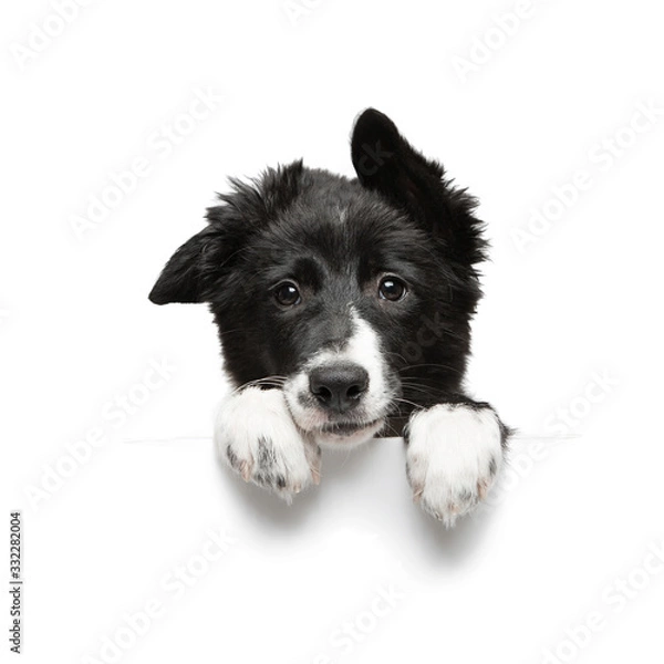 Fototapeta funny little black and white border collie puppy isolated on background holding paws plate, closeup of the muzzle and paws