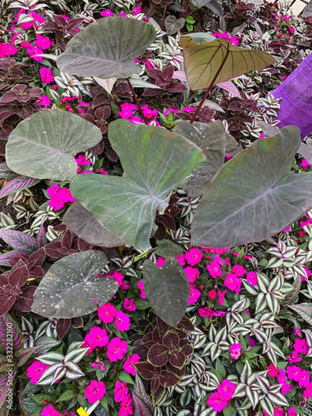 Obraz Image of Summer Garden Patch