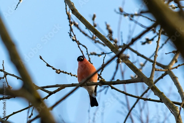 Fototapeta Eurasian Bullfinch (Pyrrhula pyrrhula) on the tree