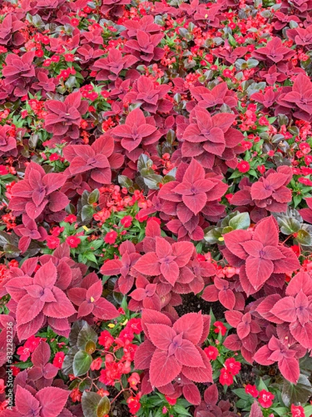 Obraz Image of Summer Garden Patch