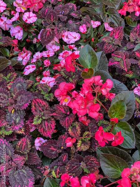 Obraz Image of Summer Garden Patch