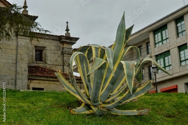 Obraz flores rusticas