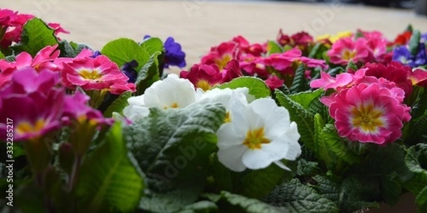 Obraz flores em geral