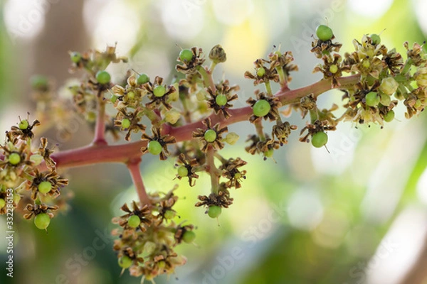 Fototapeta Mango blossom