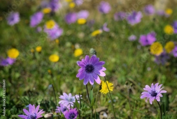 Fototapeta flowers in the garden