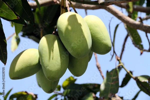 Obraz Mango tree
