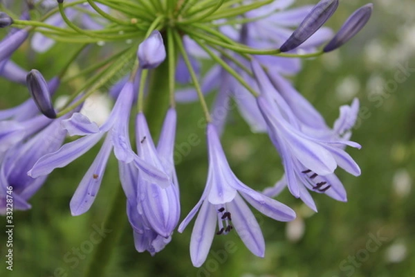 Fototapeta アガバンサスの花