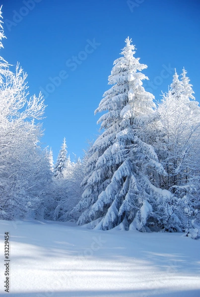 Obraz pines covered snow