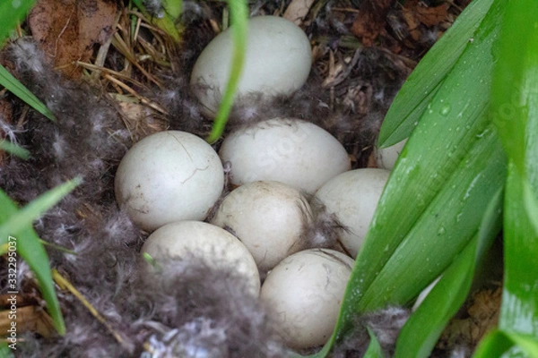Obraz Duck egg in the wild bird eggs