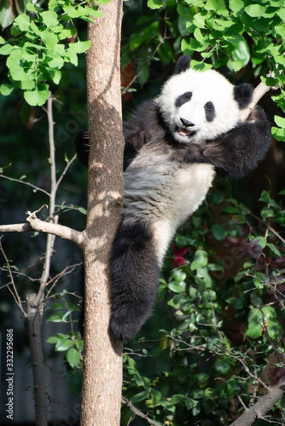 Obraz giant panda resting in a natural space