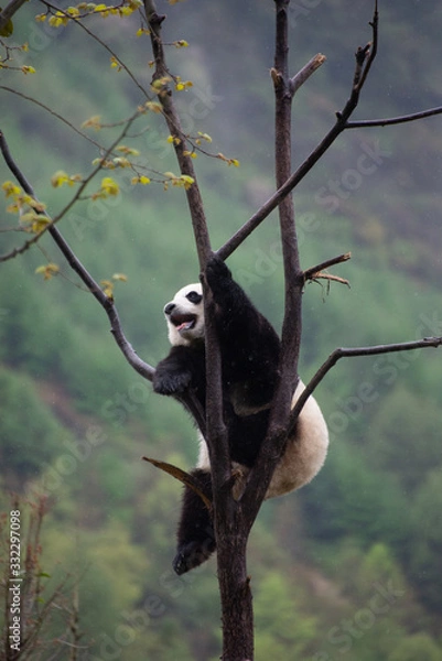 Obraz giant panda cubs climbing in a tree