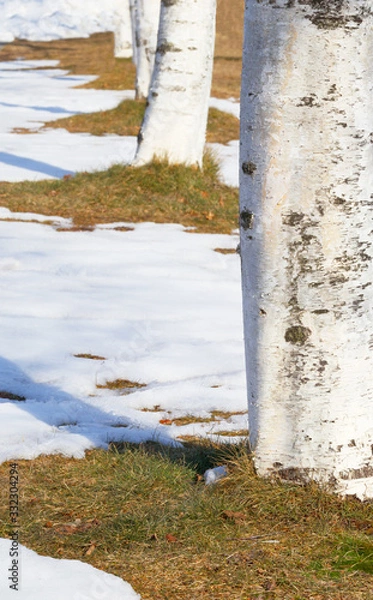 Fototapeta 木　雪　素材