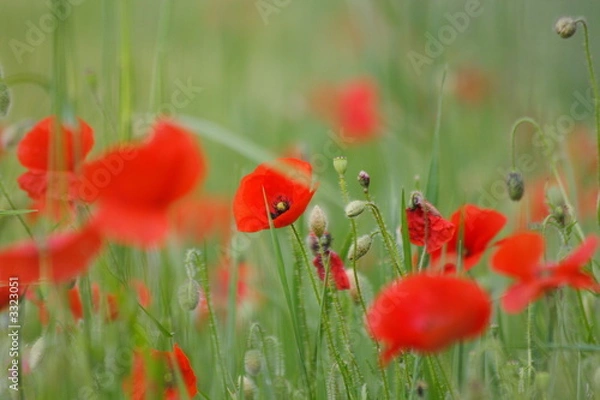 Obraz coquelicot