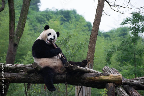 Obraz giant panda eating bamboo