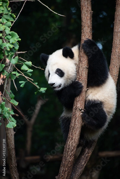 Obraz giant panda baby playing in a tree