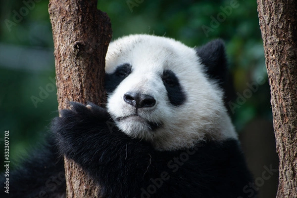 Obraz baby giant panda portrait in a tree