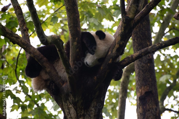 Obraz giant panda sleeping in the trees