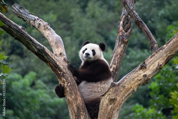 Obraz giant panda in a tree in sichuan china
