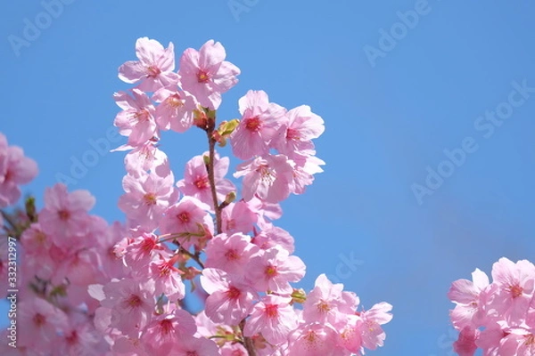 Fototapeta 桜