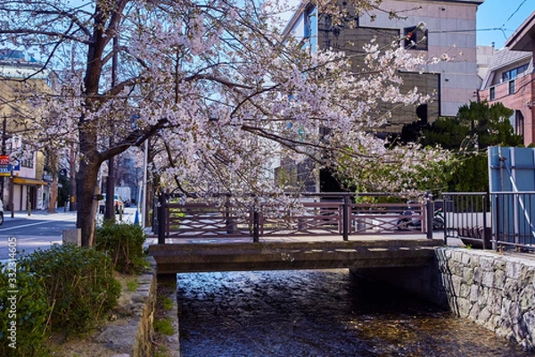 Obraz 桜のある風景