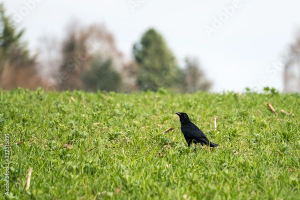 Obraz an black raven