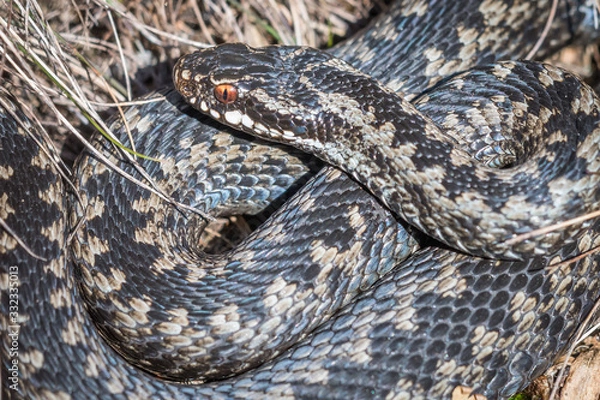Obraz Viper