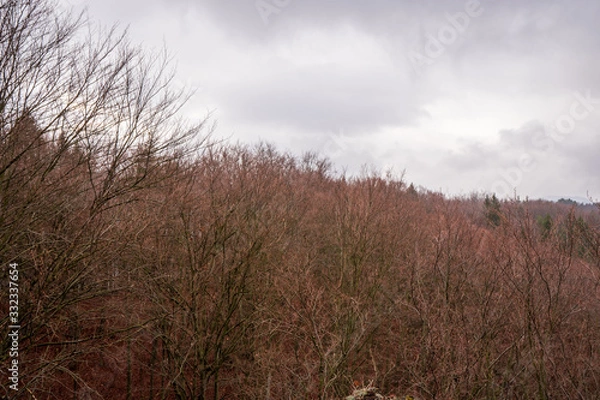 Fototapeta buds on tree branches in spring forest with still fallen leaves from autumn
