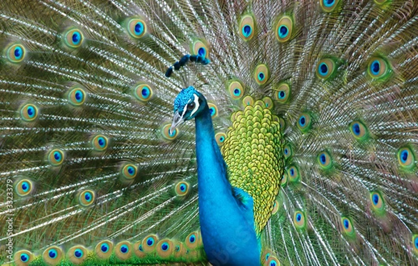 Obraz peacock