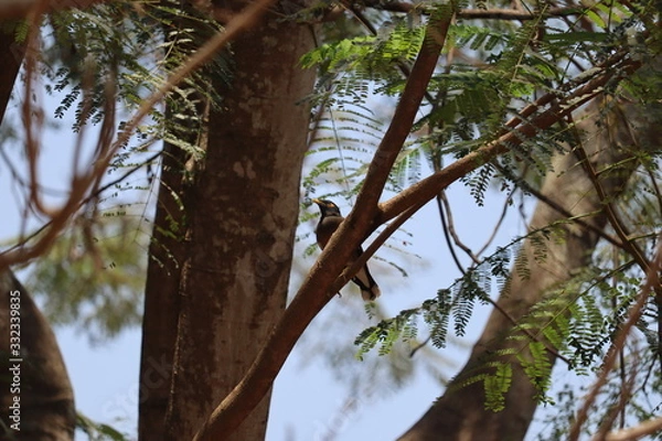 Obraz MYNA BIRD SITTING ON A TREE