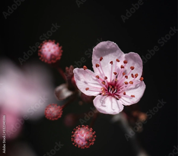 Obraz Printemps de Corona