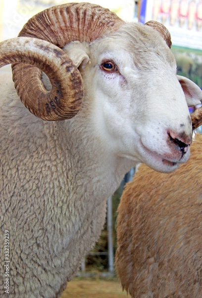 Obraz Beautiful lamb on the farm