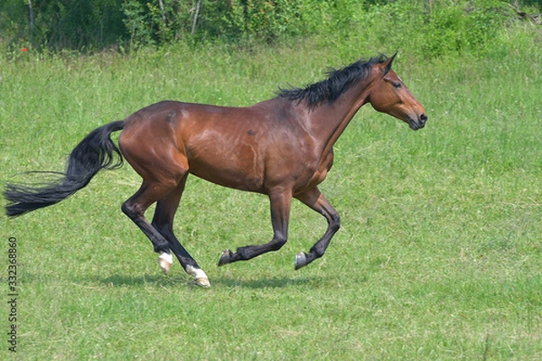 Fototapeta Footfall sequence, galloping mare, 2-5