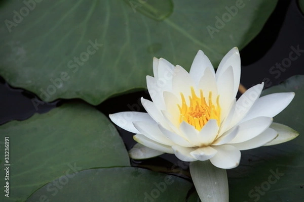 Obraz 睡蓮 (小石川後楽園)