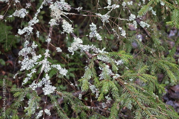 Obraz Texture of a green spruce branch with light lichens on it. 