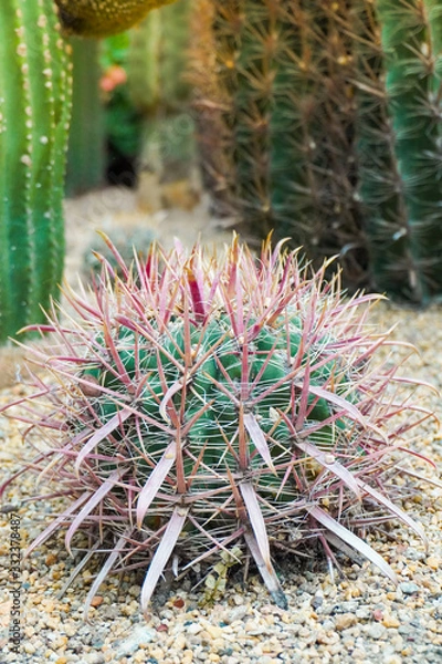 Fototapeta Greenery, close up shot on a group of succulent plants that grow on soil and gravel or small rock and various plants around it
