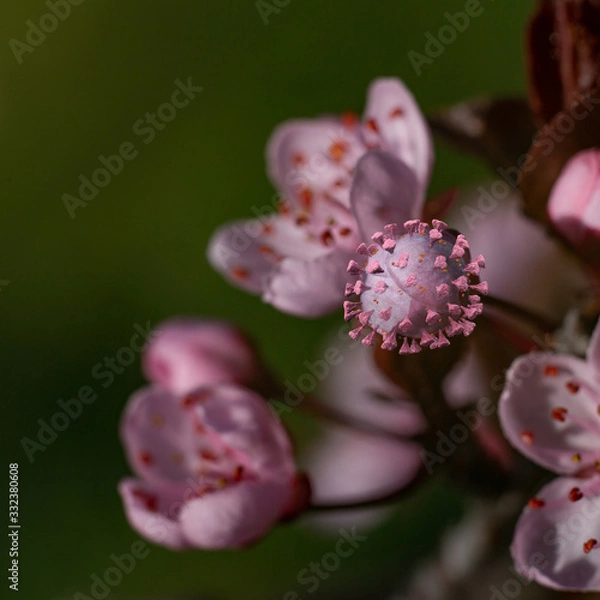 Obraz Printemps Corona